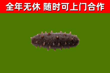 桦川县烟酒回收干海参.jpg